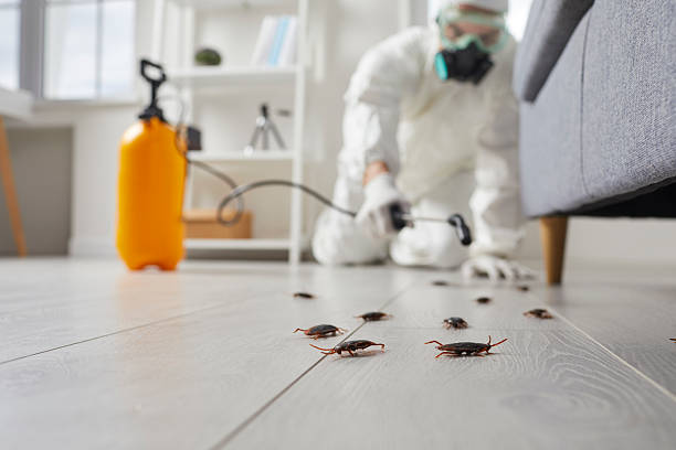 Commercial Kitchen Cockroach Control in Natalia